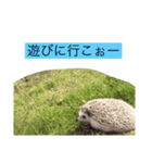 コロ丸のまったりスタンプ（個別スタンプ：6）