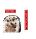 コロ丸のまったりスタンプ（個別スタンプ：7）