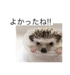 コロ丸のまったりスタンプ（個別スタンプ：8）