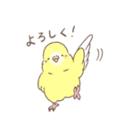 すこやかインコ 4（個別スタンプ：12）