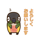 ウロコインコさんスタンプ（個別スタンプ：1）