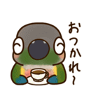 ウロコインコさんスタンプ（個別スタンプ：24）
