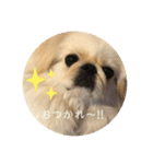 ペキニーズこむぎのスタンプ(2)（個別スタンプ：1）