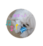 ペキニーズこむぎのスタンプ(2)（個別スタンプ：3）