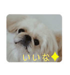 ペキニーズこむぎのスタンプ(2)（個別スタンプ：4）