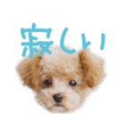 Grammyスタンプ-Face-（個別スタンプ：3）