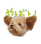Grammyスタンプ-Face-（個別スタンプ：4）