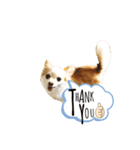 Dog ＝ Tia（個別スタンプ：1）