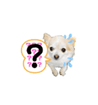 Dog ＝ Tia（個別スタンプ：2）