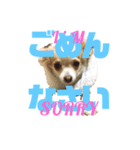 Dog ＝ Tia（個別スタンプ：4）