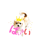 Dog ＝ Tia（個別スタンプ：5）