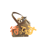 Dog ＝ Tia（個別スタンプ：6）