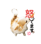 Dog ＝ Tia（個別スタンプ：7）