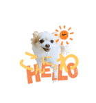 Dog ＝ Tia（個別スタンプ：8）