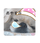 ペキニーズこむぎのスタンプ(1)（個別スタンプ：2）