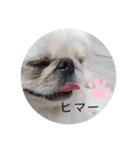 ペキニーズこむぎのスタンプ(1)（個別スタンプ：3）