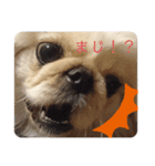 ペキニーズこむぎのスタンプ(1)（個別スタンプ：4）