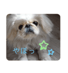 ペキニーズこむぎのスタンプ(1)（個別スタンプ：6）