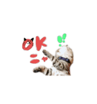猫めかこん2（個別スタンプ：1）