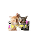 猫めかこん2（個別スタンプ：2）