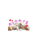 猫めかこん2（個別スタンプ：3）