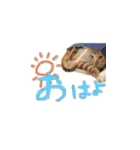 猫めかこん2（個別スタンプ：4）