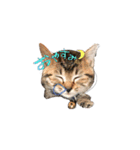 猫めかこん2（個別スタンプ：5）