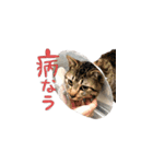 猫めかこん2（個別スタンプ：8）