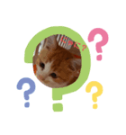 きなこちゃんの1日（個別スタンプ：1）