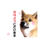 柴犬のももちゃん@DSM（個別スタンプ：1）