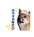 柴犬のももちゃん@DSM（個別スタンプ：2）