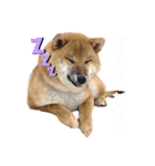 柴犬のももちゃん@DSM（個別スタンプ：5）