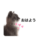【わがやのねこ】 びーくん（個別スタンプ：1）