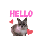 【わがやのねこ】 びーくん（個別スタンプ：3）
