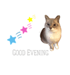 【わがやのねこ】 びーくん（個別スタンプ：4）