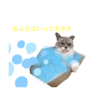 【わがやのねこ】 びーくん（個別スタンプ：5）
