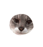 【わがやのねこ】 びーくん（個別スタンプ：7）