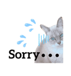 【わがやのねこ】 びーくん（個別スタンプ：8）