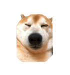 犬スタンプ（犬編）（個別スタンプ：1）