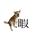 犬スタンプ（犬編）（個別スタンプ：2）