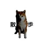 犬スタンプ（犬編）（個別スタンプ：3）