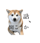 犬スタンプ（犬編）（個別スタンプ：4）