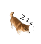 犬スタンプ（犬編）（個別スタンプ：5）