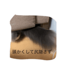 のんびりりたん（個別スタンプ：8）