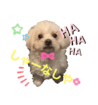 Lilyすたんぷ（個別スタンプ：1）
