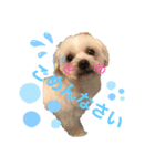 Lilyすたんぷ（個別スタンプ：3）