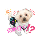 Lilyすたんぷ（個別スタンプ：4）