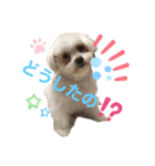 Lilyすたんぷ（個別スタンプ：6）