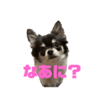 チワワのももちゃんの日常（個別スタンプ：5）