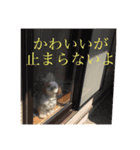 うちのめんこちゃんたち1（個別スタンプ：8）